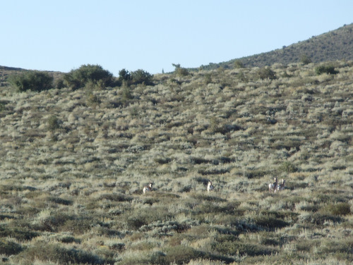 Four Antelope running right/west.